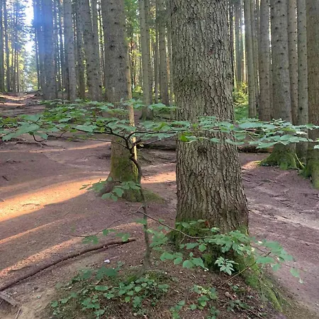 Lodge Ksenia Skhidnytsia